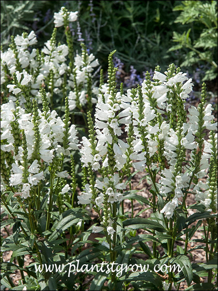 Lots of white flowers on the spikes.
